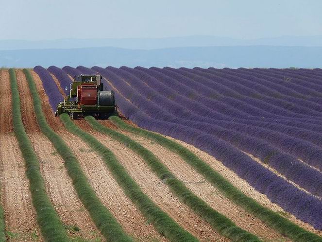 Сбор урожая лаванды в Провансе, Франция