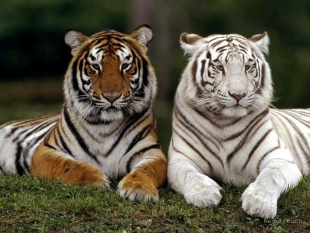Популяция тигров