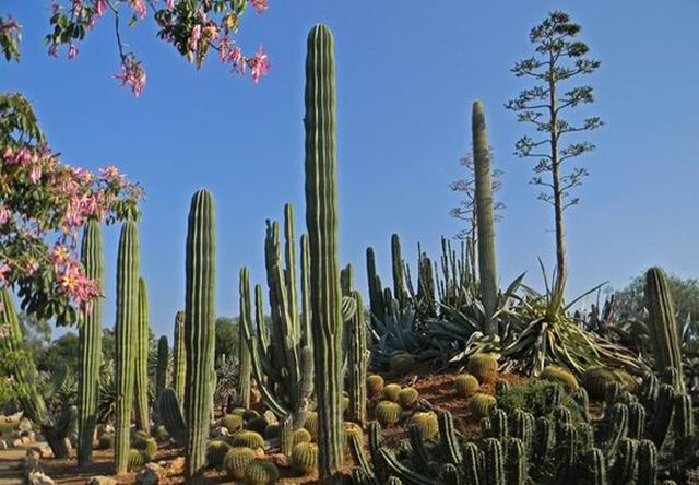 Сад кактусов Ботаникактус Botanicactus